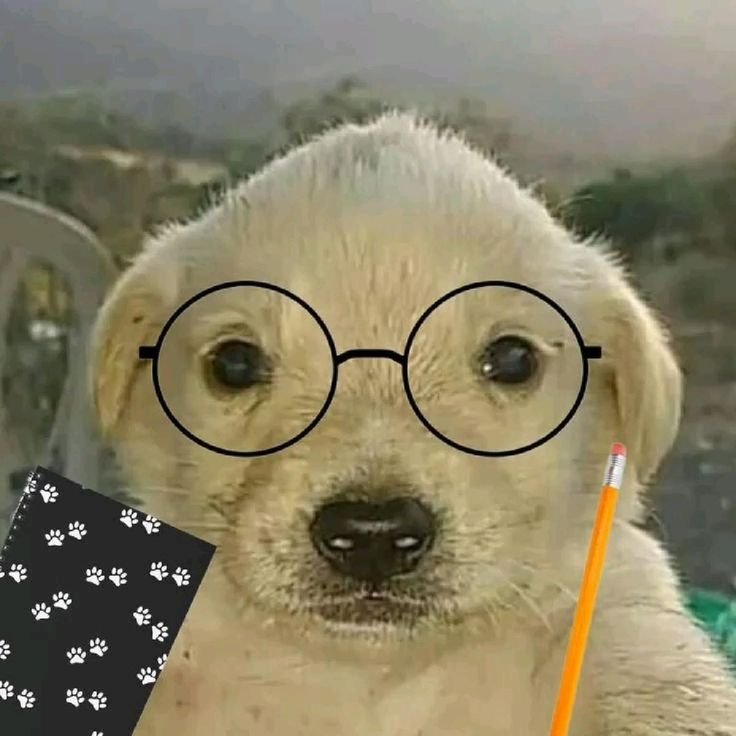 Money dog meme