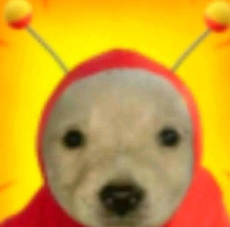 Money dog meme