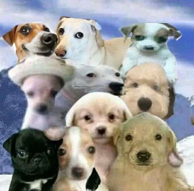 Money dog meme