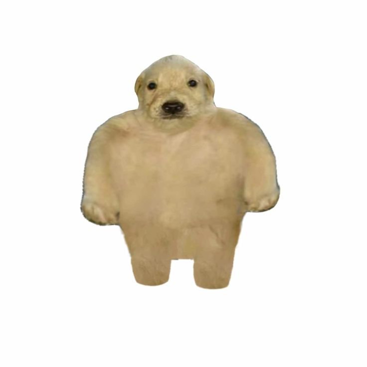 Money dog meme