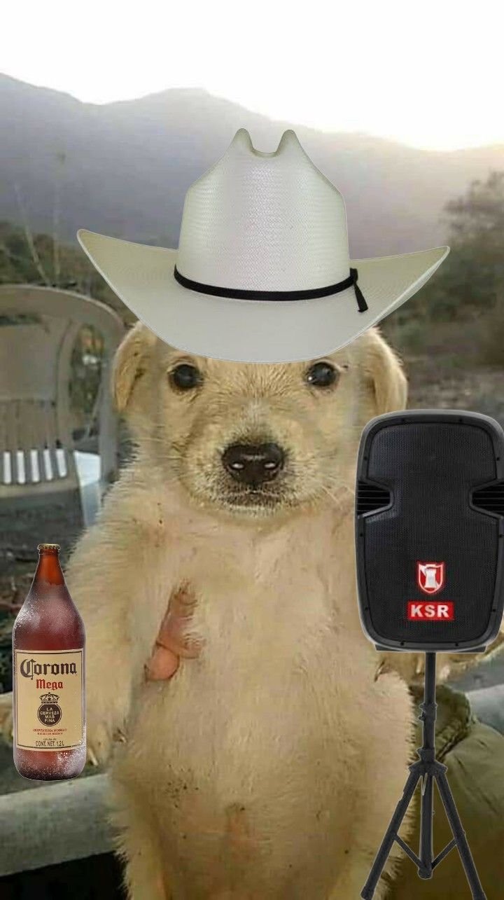 Money dog meme