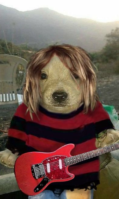 Money dog meme